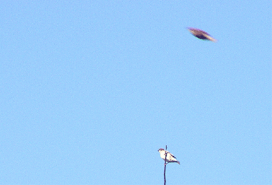 2009-05-cnb-Untertassen-Effekt durch Haussperling-Vorbeiflug - Mannheim