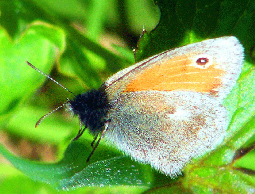 2009-05-ej-Kleiner Heufalter - Odenwald