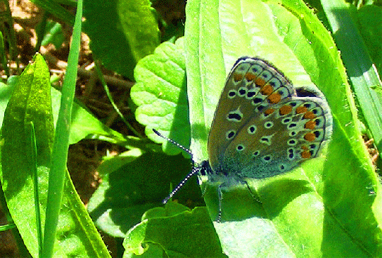 2009-05-eka-Kleiner Feuerfalter - Odenwald