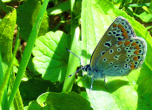 2009-05-ekb-Kleiner Feuerfalter - Odenwald