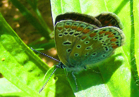 2009-05-ekc-Kleiner Feuerfalter - Odenwald