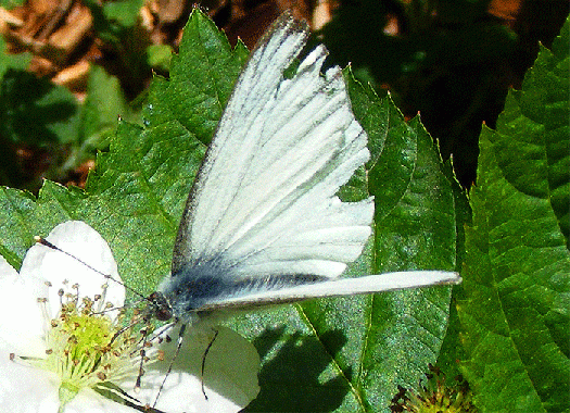 2009-06-afb-Kleiner Kohlweißling - Odenwald