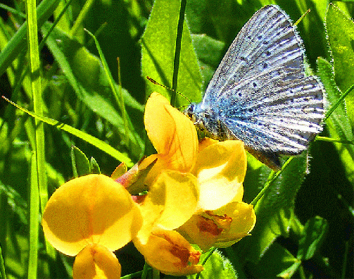 2009-06-av-Bläuling - Odenwald