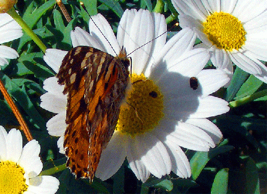 2009-06-ax-Distelfalter auf Gänseblümchen