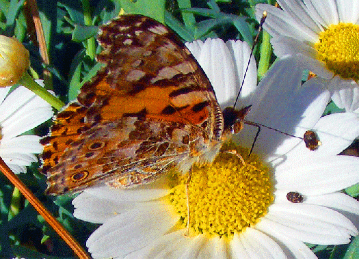 2009-06-axb-Distelfalter auf Gänseblümchen - Mannheim