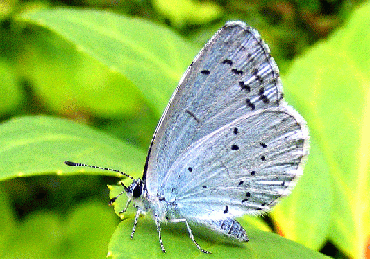 2009-06-dn-Silbergrüner Bläuling - Odenwald