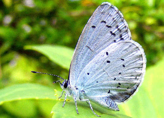 2009-06-dna-Silbergrüner Bläuling - Odenwald