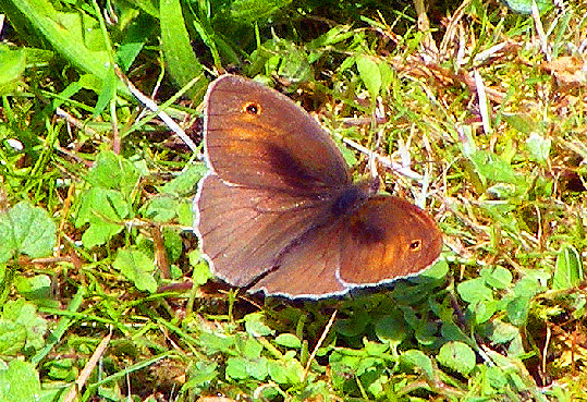 2009-06-ead-Ochsenauge - Odenwald