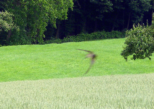 2009-06-ehn-Schwalbenflug-Verwischeffekt