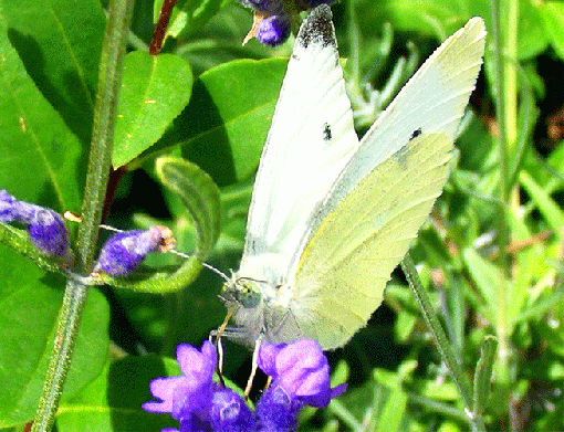 2009-06-etl-Rapsweißling - Odenwald