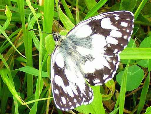 2009-06-fcca-Damenbrett - Odenwald