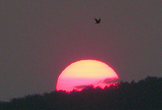 2009-06-gbo-Sonnenuntergang + Rabenkrähe - Odenwald