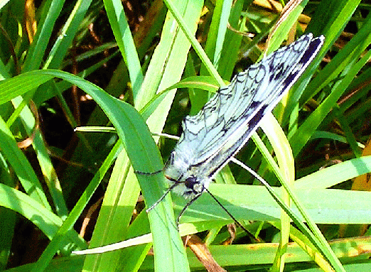 2009-06-gfk-Damenbrett - Odenwald