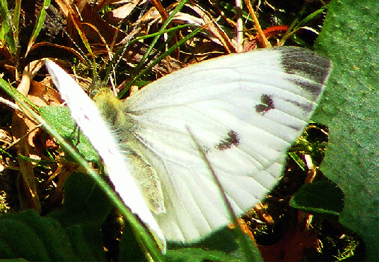 2009-07-ae-Kleiner Kohlweißling - Odenwald