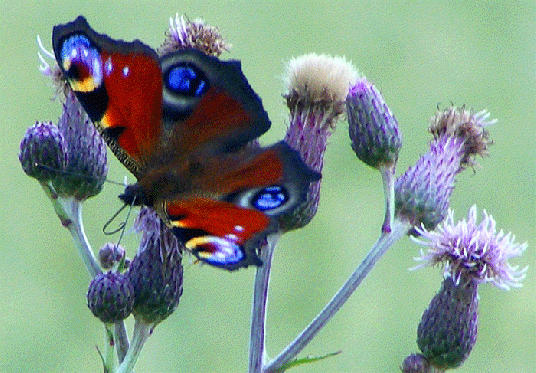 2009-07-aea-Tagpfauenauge auf Acker-Kratzdistel - Odenwald