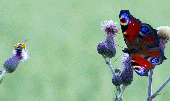 2009-07-aeaa-Tagpfauenauge und Biene auf Acker-Distel - Odenwald