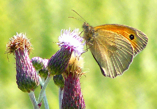 2009-07-aeb-Kleined Wiesenvögelchen auf Acker-Distel - Odenwald