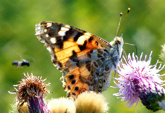 2009-07-aec-Distelfalter und Bienen-Anflug auf Acker-Distel - Odenwald