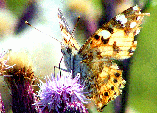 2009-07-aeca-Distelfalter (leicht zerrupft vom Leben) auf Acker-Distel - Odenwald