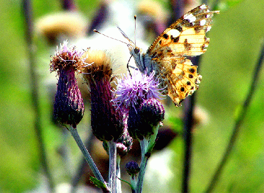 2009-07-aecb-Distelfalter auf Acker-Distel - Odenwald