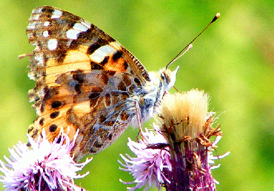 2009-07-aecg-Distelfalter auf Acker-Distel - Odenwald