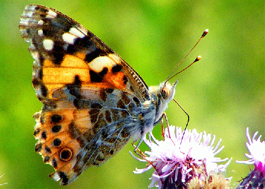 2009-07-aech-Distelfalter auf Acker-Distel - Odenwald