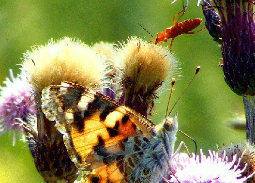 2009-07-aeci-Distelfalter und Weichkäfer auf Acker-Distel - Odenwald