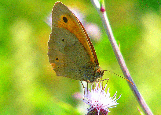 2009-07-aed-Kleines Wiesenvögelchen auf Acker-Distel - Odenwald