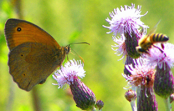 2009-07-aedd-Kleines Wiesenvögelchen auf Acker-Distel - Odenwald