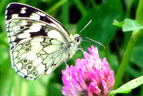 2009-07-ag-Damenbrett auf Rotklee - Odenwald