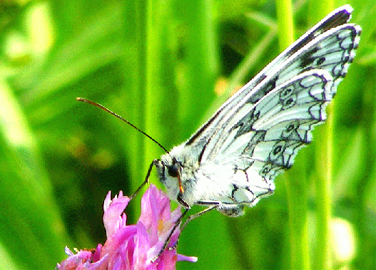 2009-07-agdb-Damenbrett auf Rotklee - Odenwald