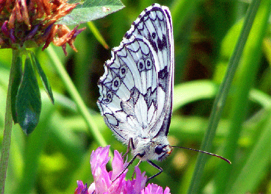 2009-07-agdc-Damenbrett auf Rotklee - Odenwald