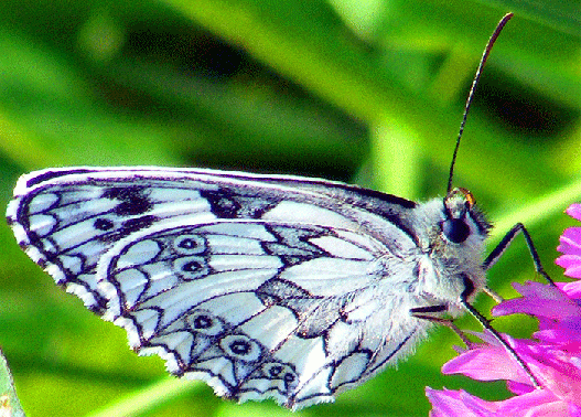 2009-07-agdd-Damenbrett auf Rotklee - Odenwald