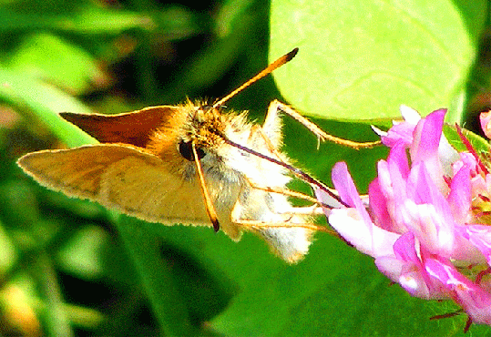 2009-07-age-Taubenschwanz auf Rotklee - Odenwald