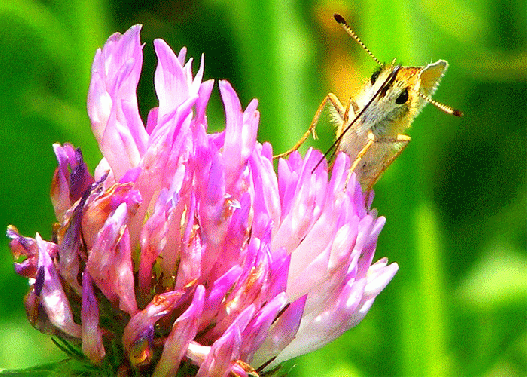 2009-07-agea-Taubenschwanz auf Rotklee - Odenwald