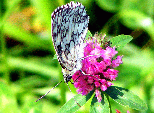 2009-07-agfa-Damenbrett auf Rotklee - Odenwald