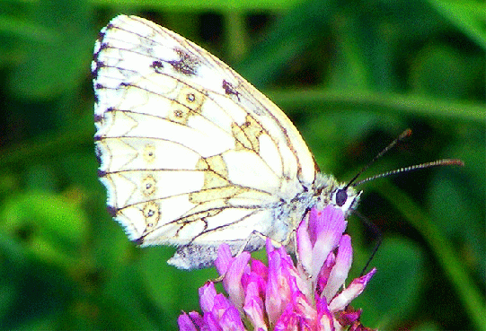 2009-07-agfd-Damenbrett auf Rotklee - Odenwald