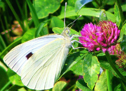 2009-07-agg-Kleiner Kohlweißling auf Rotklee - Odenwald