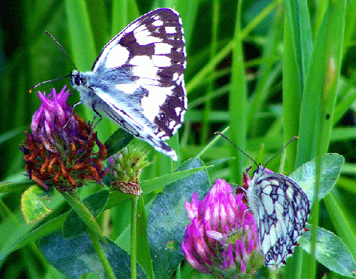 2009-07-aka-Damenbrett auf Rotklee - Odenwald