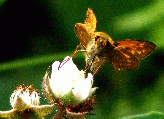 2009-07-ara-Taubenschwanz - Odenwald