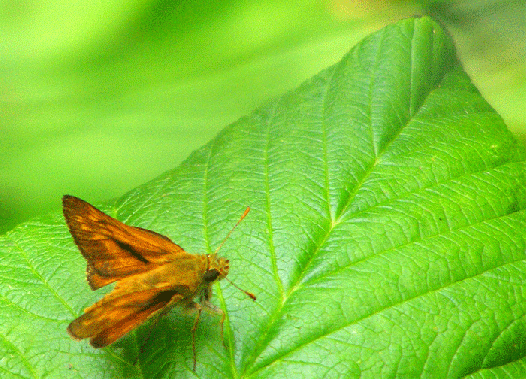 2009-07-arb-Taubenschwanz - Odenwald