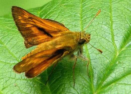 2009-07-arc-Taubenschwanz - Odenwald