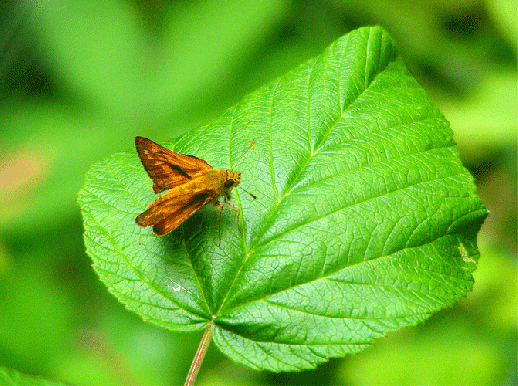 2009-07-ard-Taubenschwanz - Odenwald