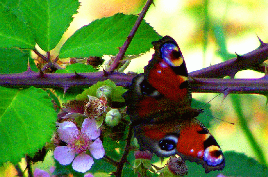 2009-07-asd-Tagpfauenauge auf Brombeerstrauch - Odenwald