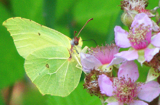 2009-07-auc-Zitronenfalter auf Brombeerstrauch - Odenwald