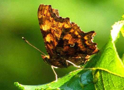 2009-07-awa-C-Falter - Odenwald