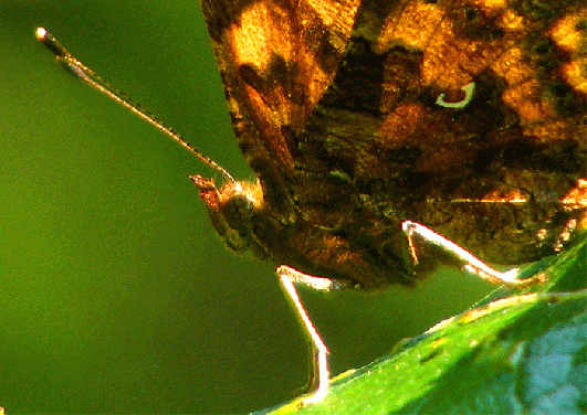 2009-07-awb-C-Falter-Detail - Odenwald