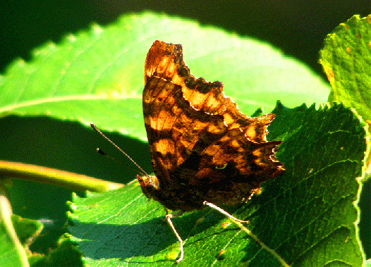 2009-07-awc-C-Falter - Odenwald