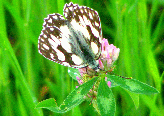 2009-07-bda-Damenbrett auf Rotklee - Odenwald