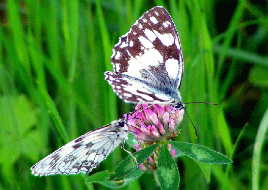 2009-07-bdb-Damenbrett auf Rotklee - Odenwald